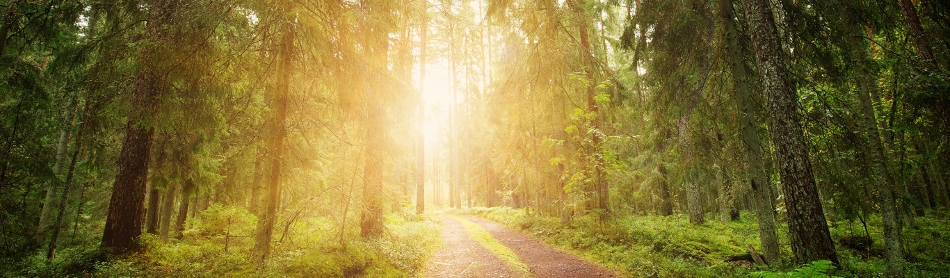 Sun shining through trees onto path in forest